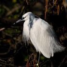 Aigrette