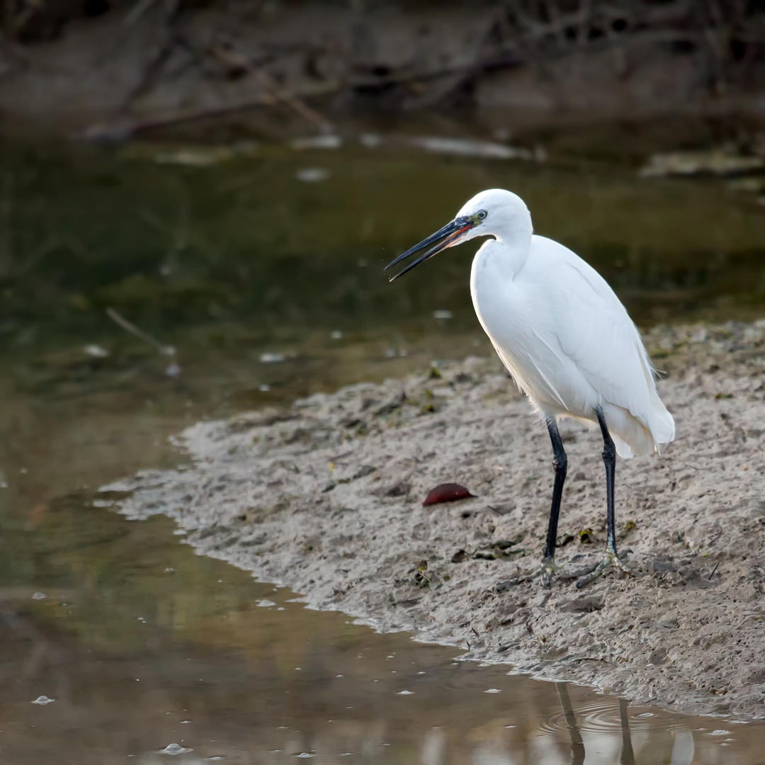 Aigrette