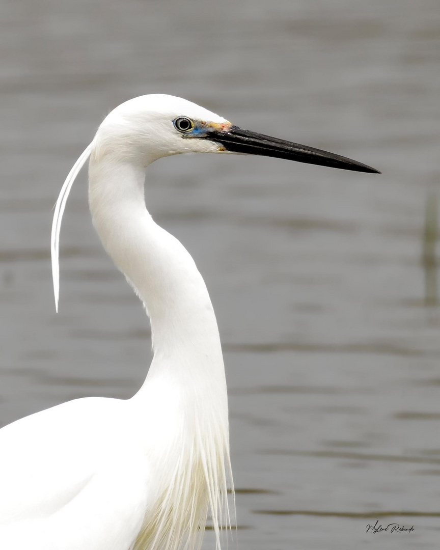 Aigrette 