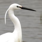 Aigrette 