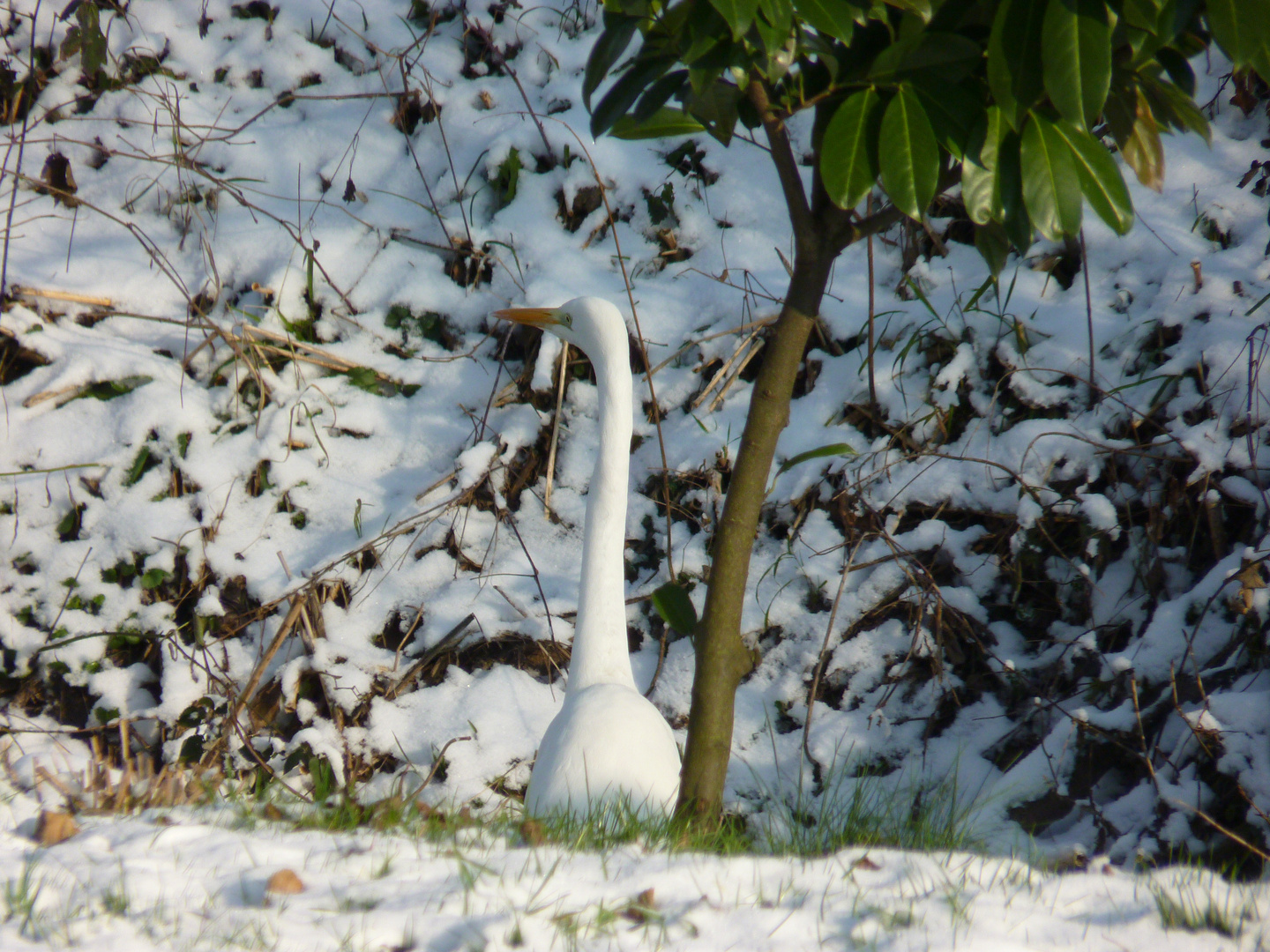 Aigrette