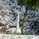 Aigrette