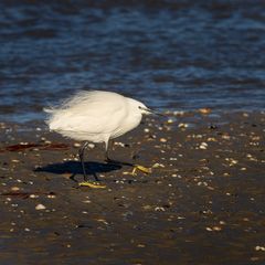 Aigrette ébouriffée