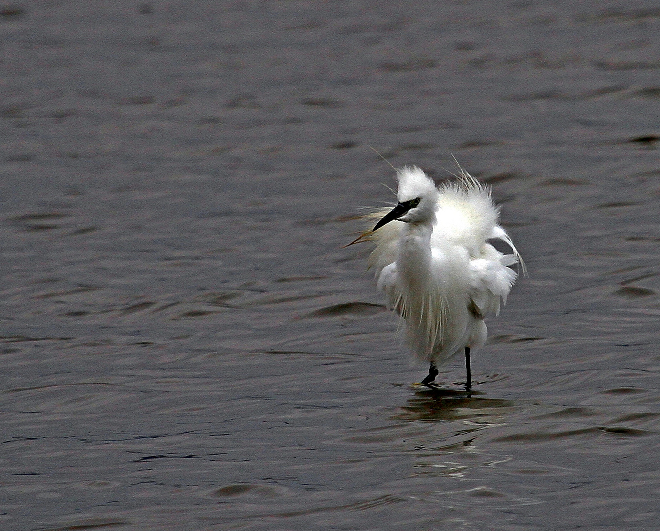 Aigrette ebouriffée