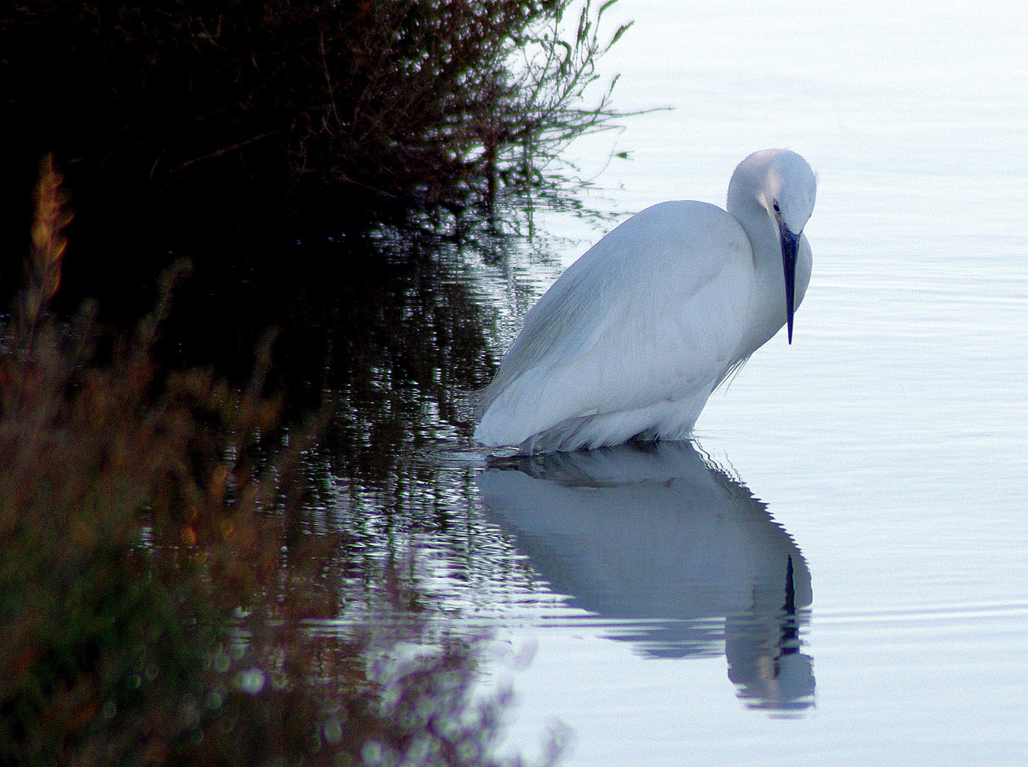 Aigrette ...