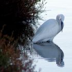 Aigrette ...