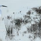 aigrette