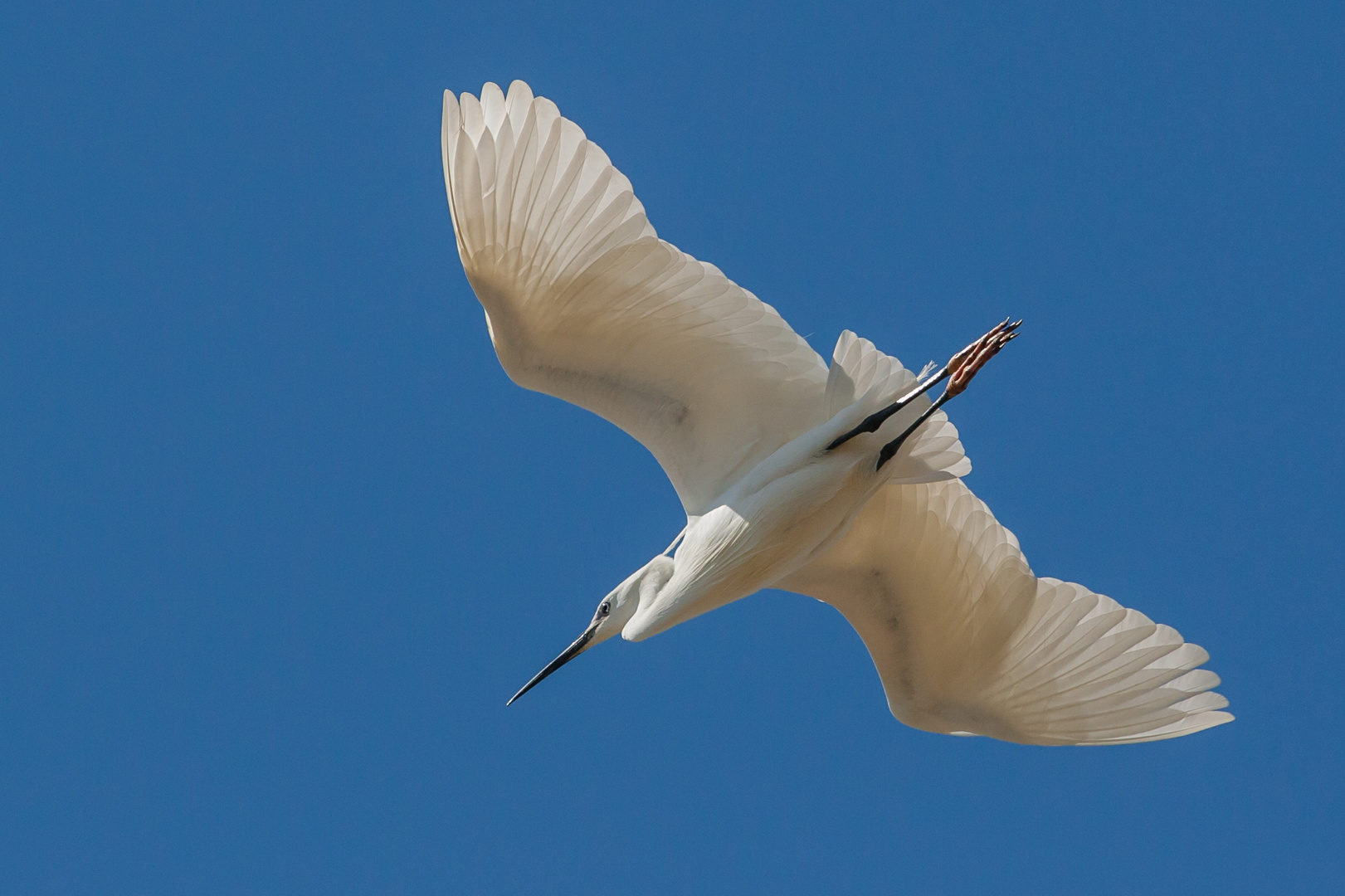 Aigrette en Camargue