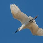 Aigrette en Camargue