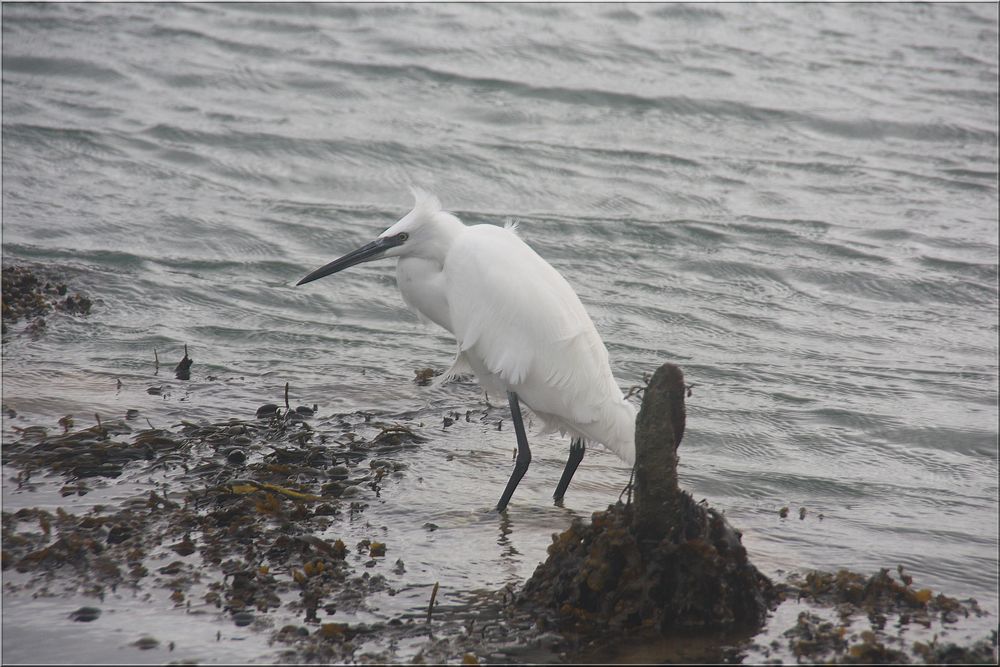 ..Aigrette en cours de pêche..