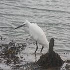 ..Aigrette en cours de pêche..