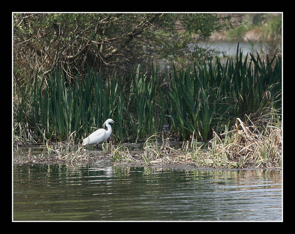 " Aigrette en embuscade "