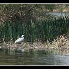 " Aigrette en embuscade "