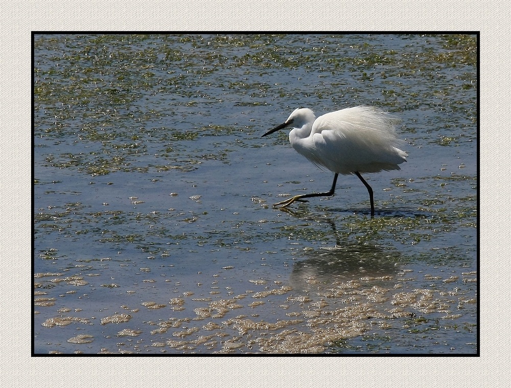 ' Aigrette en quête de nourriture "