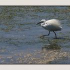 ' Aigrette en quête de nourriture "