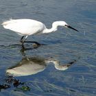 " Aigrette en train de chasser au milieu des algues "