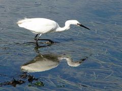 " Aigrette en train de chasser au milieu des algues "