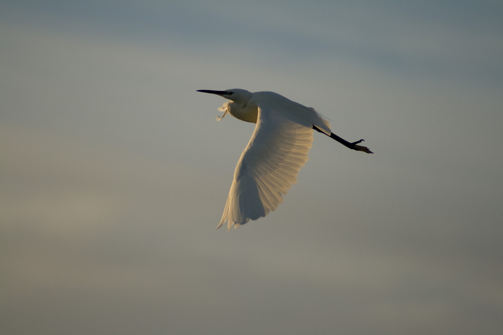 aigrette en tunisie