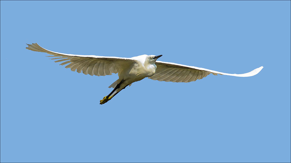 Aigrette en vol