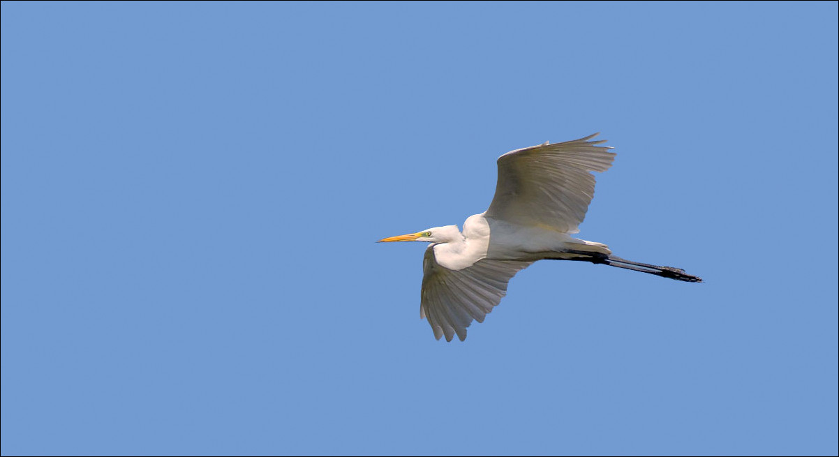 Aigrette en vol