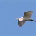 Aigrette en vol