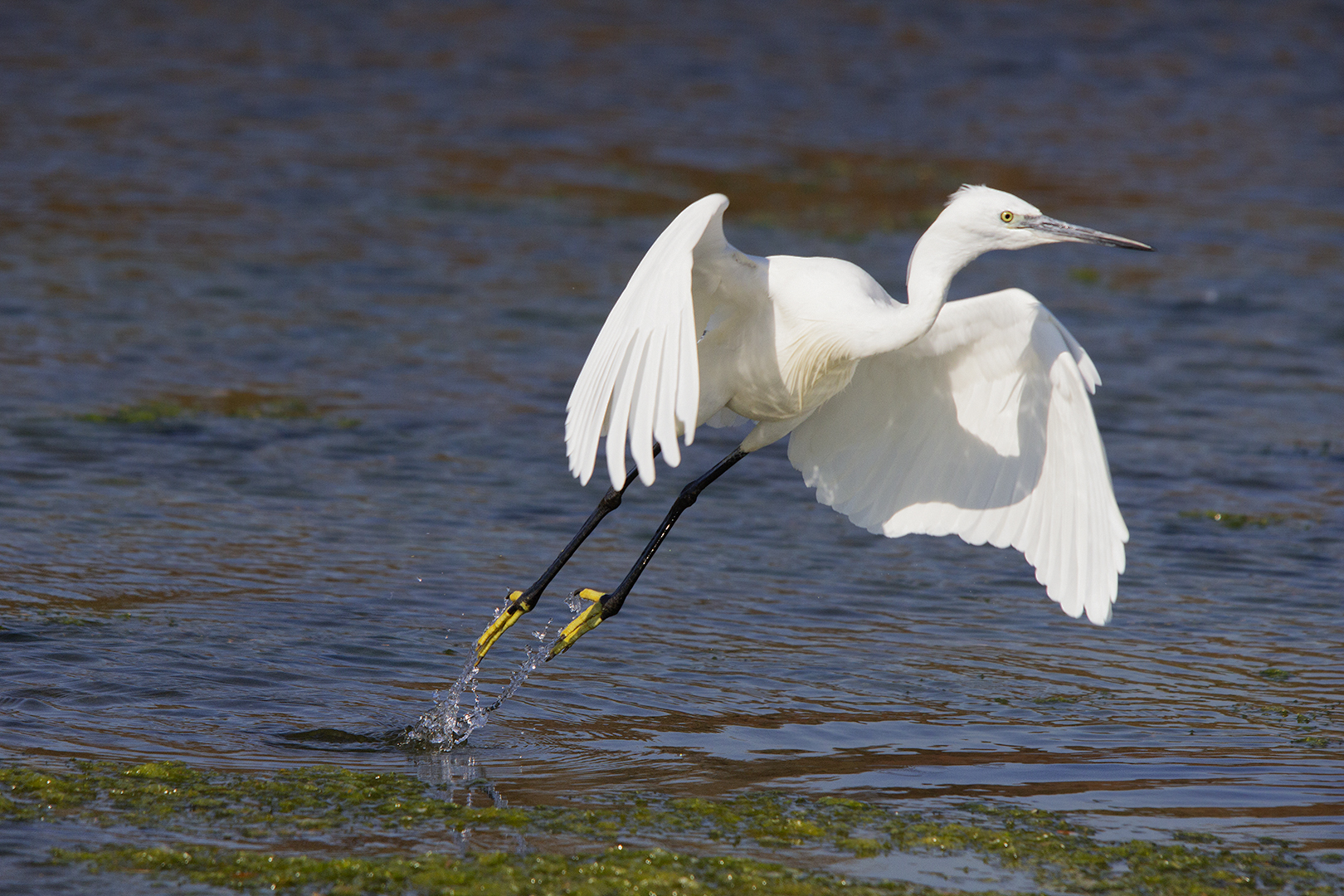 aigrette envol