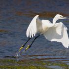 aigrette envol