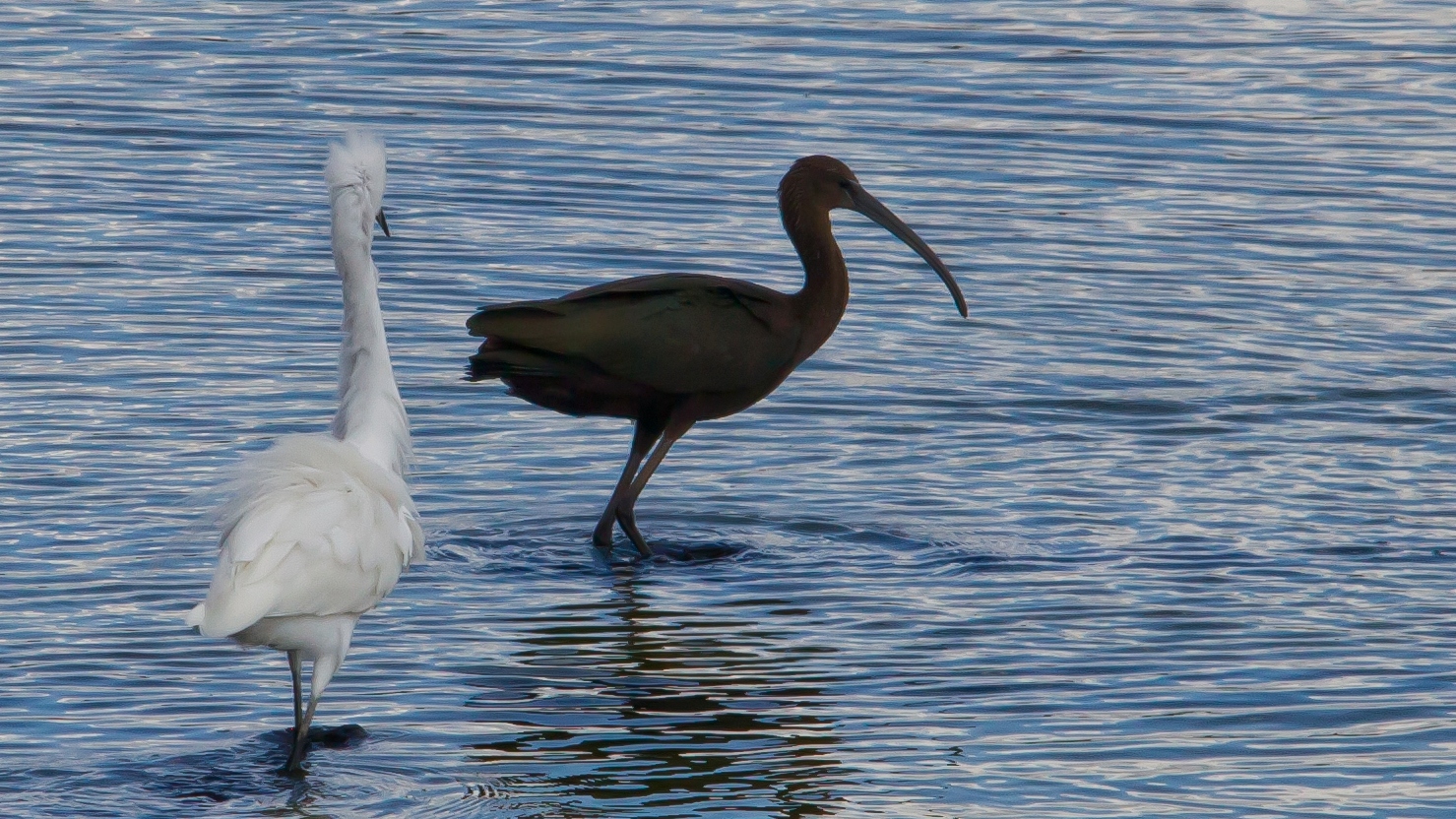 Aigrette et Ibis font pas bon ménage