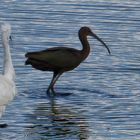 Aigrette et Ibis font pas bon ménage