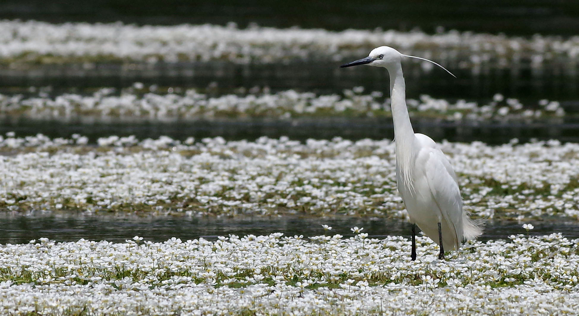 aigrette et renoncules d'eau