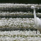 aigrette et renoncules d'eau