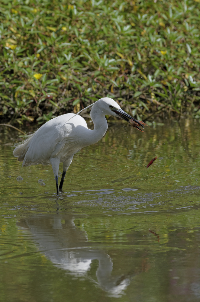 Aigrette et sa proie