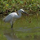 Aigrette et sa proie