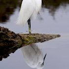 Aigrette et son reflet 