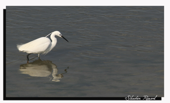 aigrette