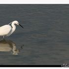 aigrette