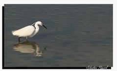 aigrette