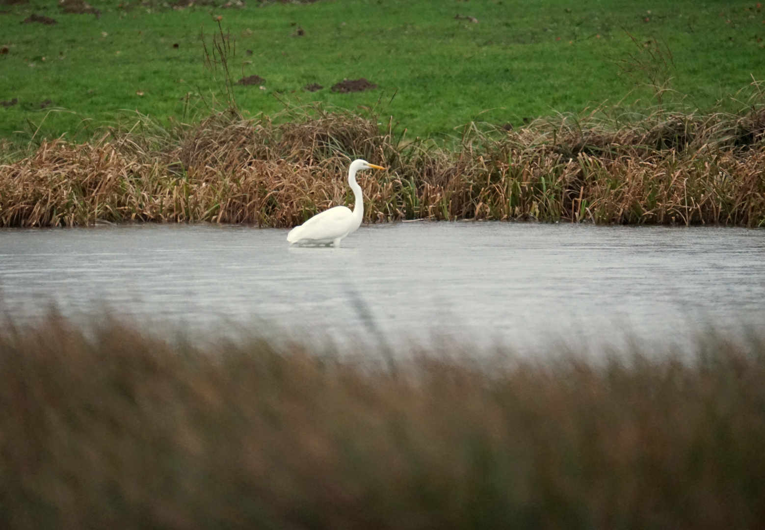 Aigrette