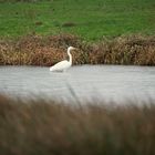 Aigrette