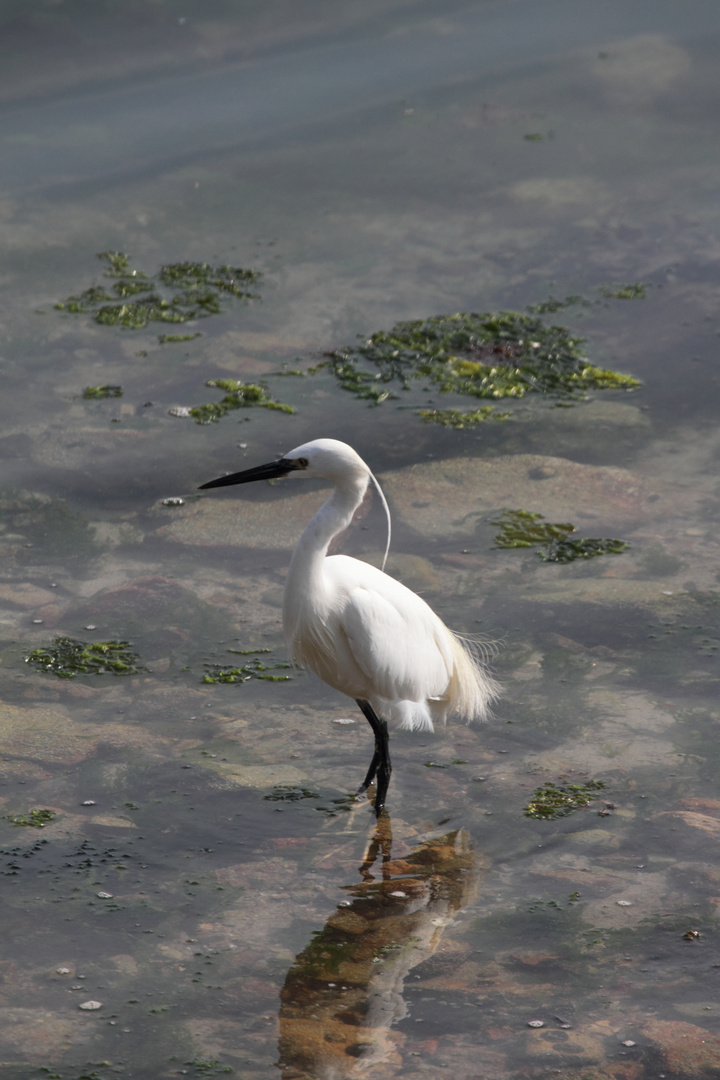 aigrette