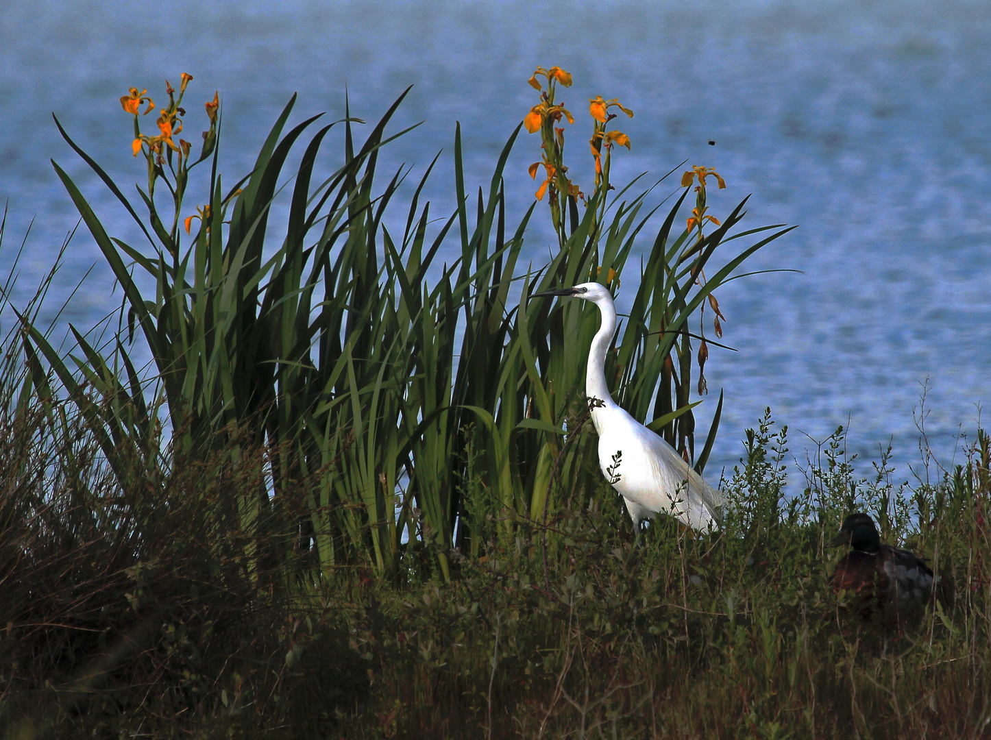 aigrette fleurie