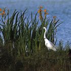 aigrette fleurie