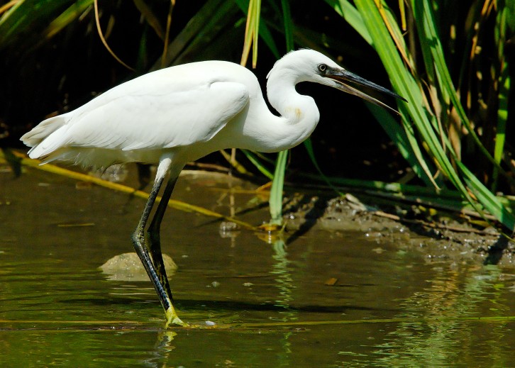 aigrette garzette