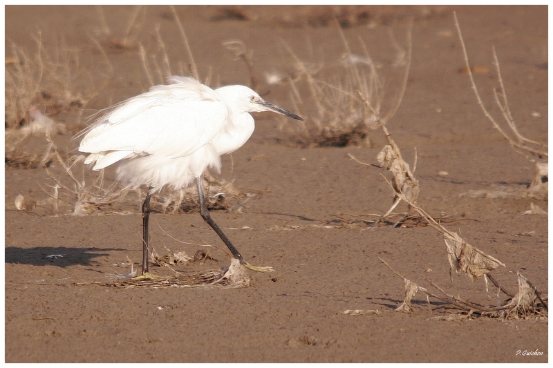 Aigrette garzette