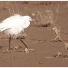 Aigrette garzette