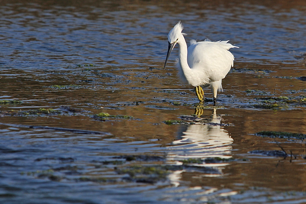 Aigrette Garzette