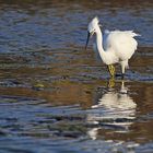 Aigrette Garzette