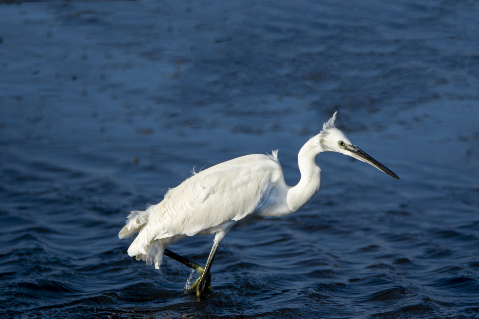 aigrette garzette 1