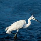 aigrette garzette 1