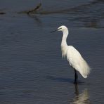 Aigrette garzette